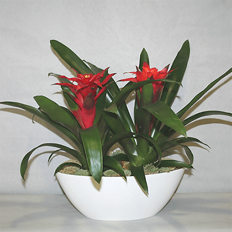 Produto: Duo Bromelia